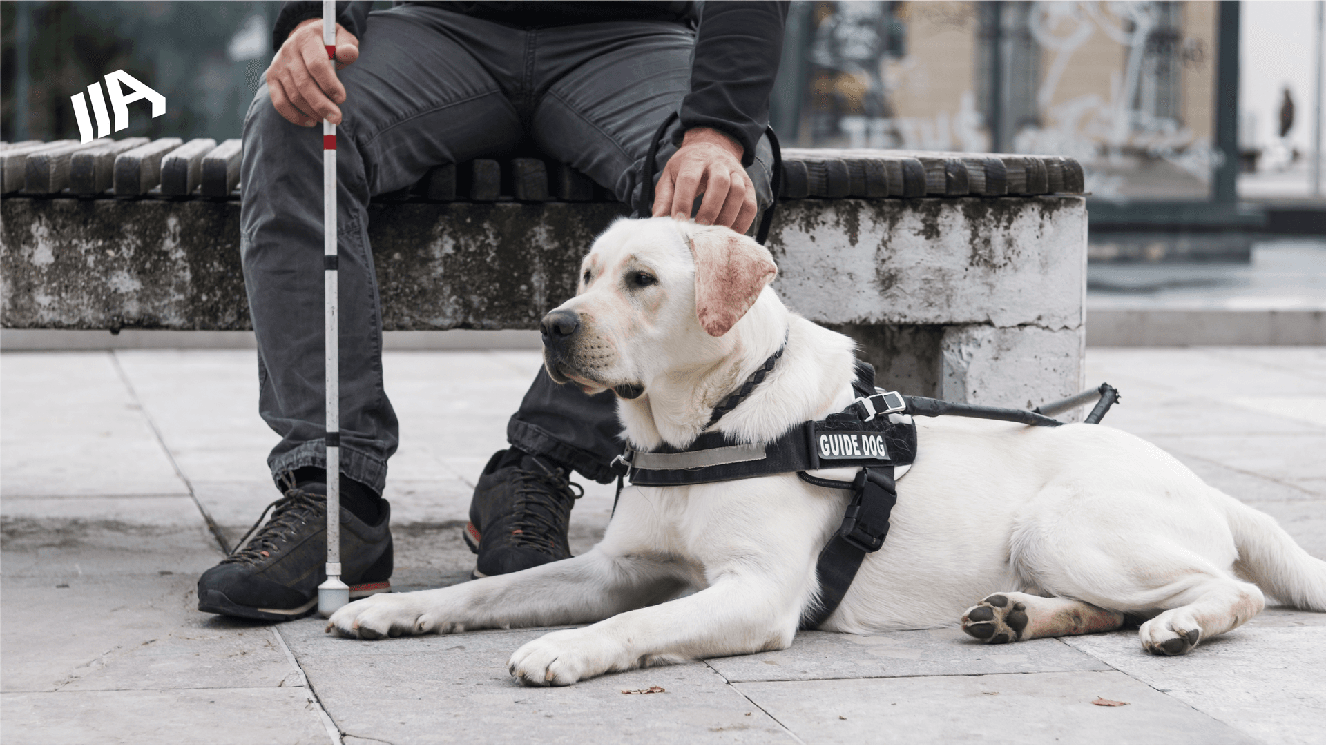 A person with a white cane and a labrador retriever guide dog sitting on a bench